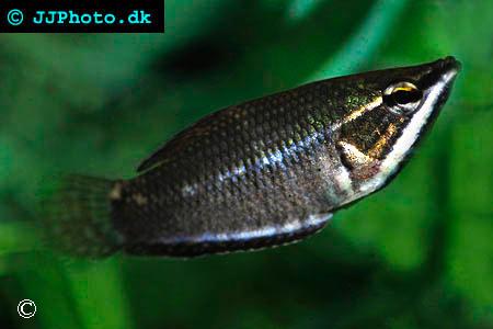 Sphaerichthys vaillanti