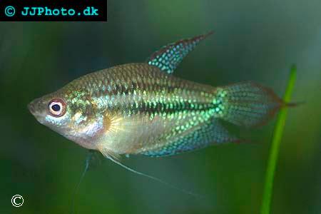 Trichopsis schalleri