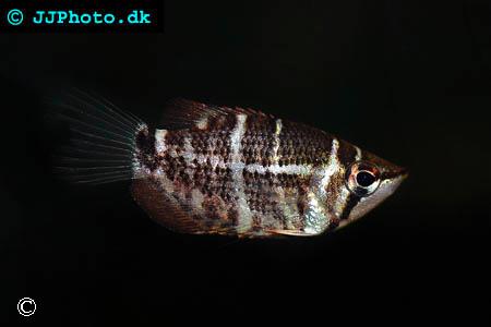 Sphaerichthys selatanensis