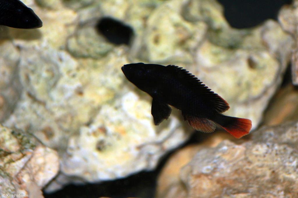 Haplochromis sp. "black torpedo"