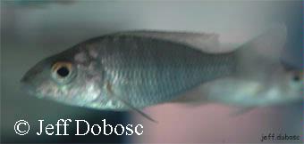 Aulonocara rostratum