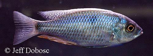 Copadichromis chrysonotus