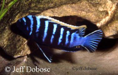 Cynotilapia zebroides