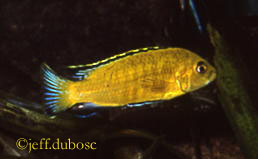 Labidochromis caeruleus