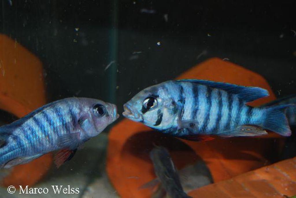 Neochromis omnicaeruleus