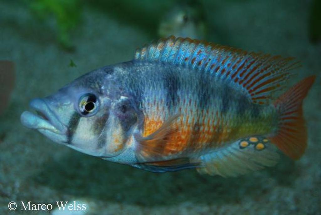 Paralabidochromis chilotes