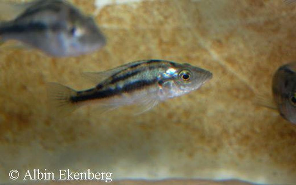 Prognathochromis sp. "silver stiletto"