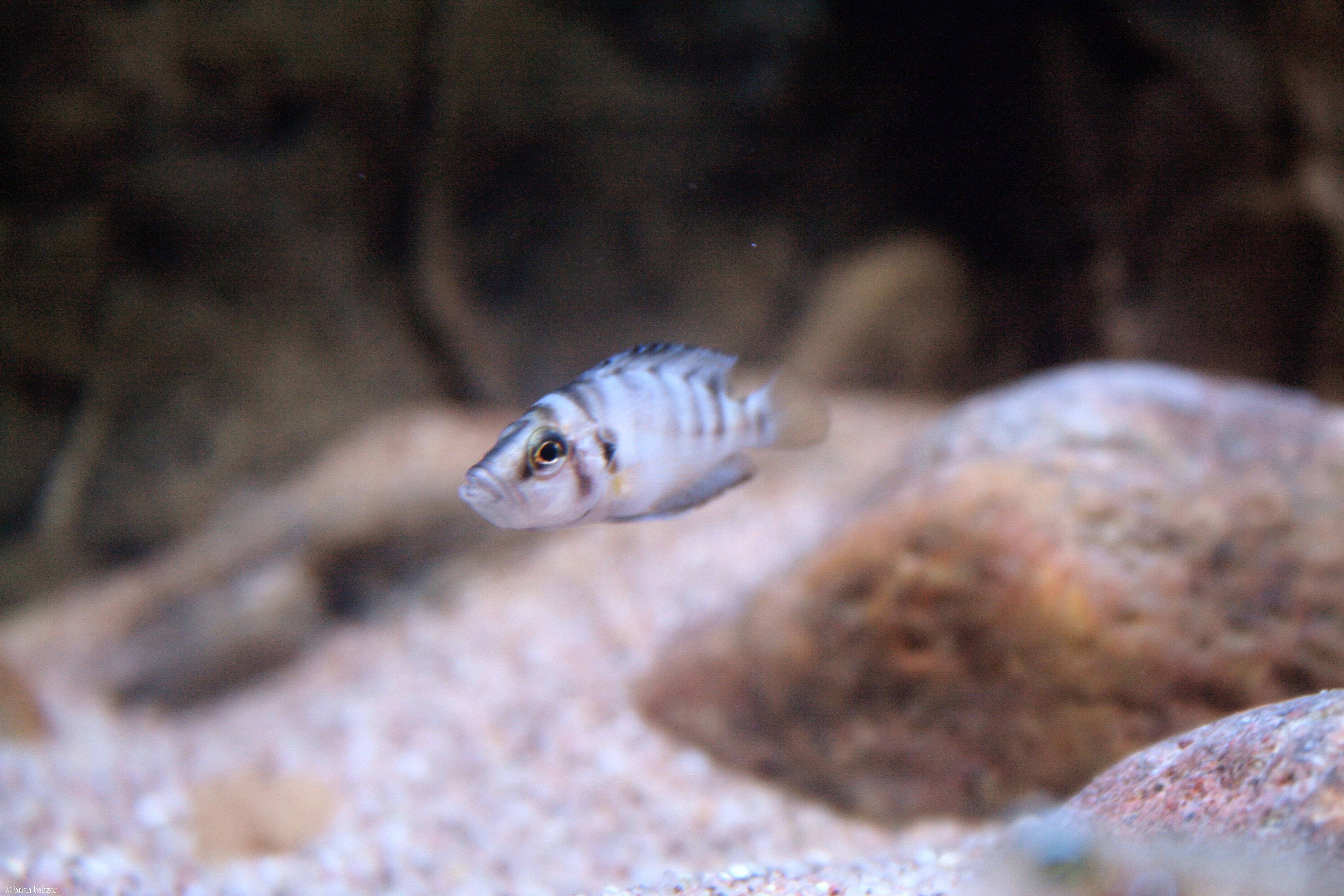 Altolamprologus sp. "compressiceps shell"