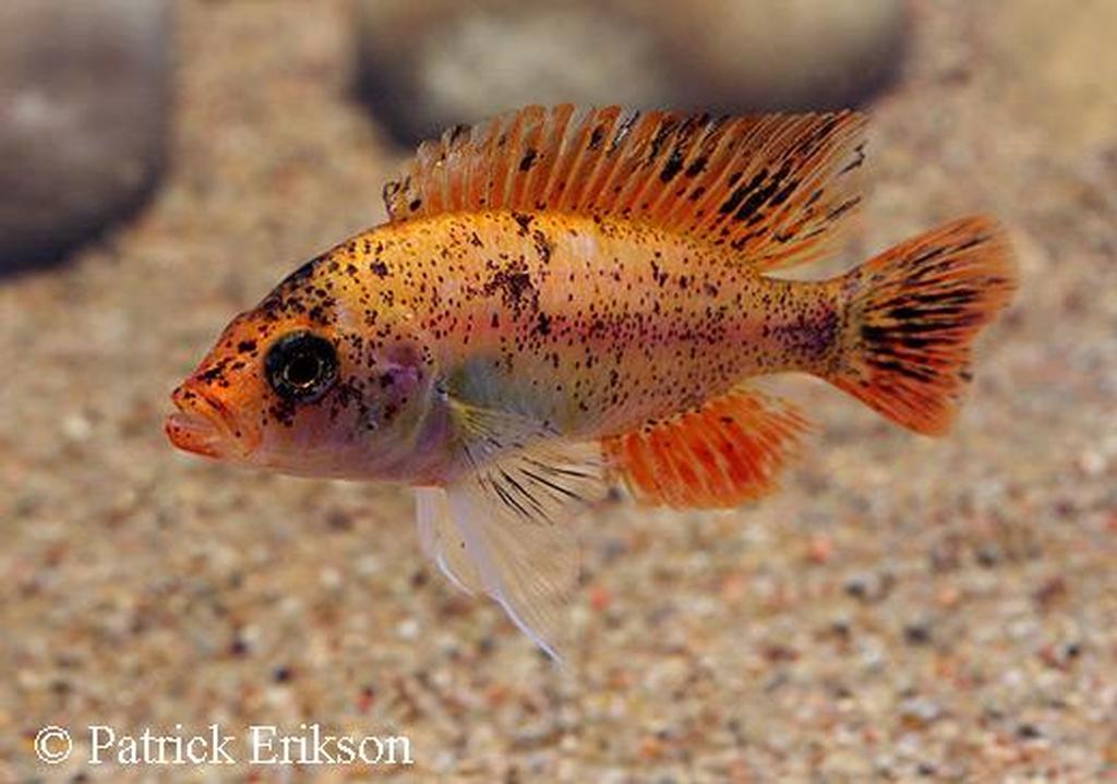 Haplochromis sp. "redfin piebald"