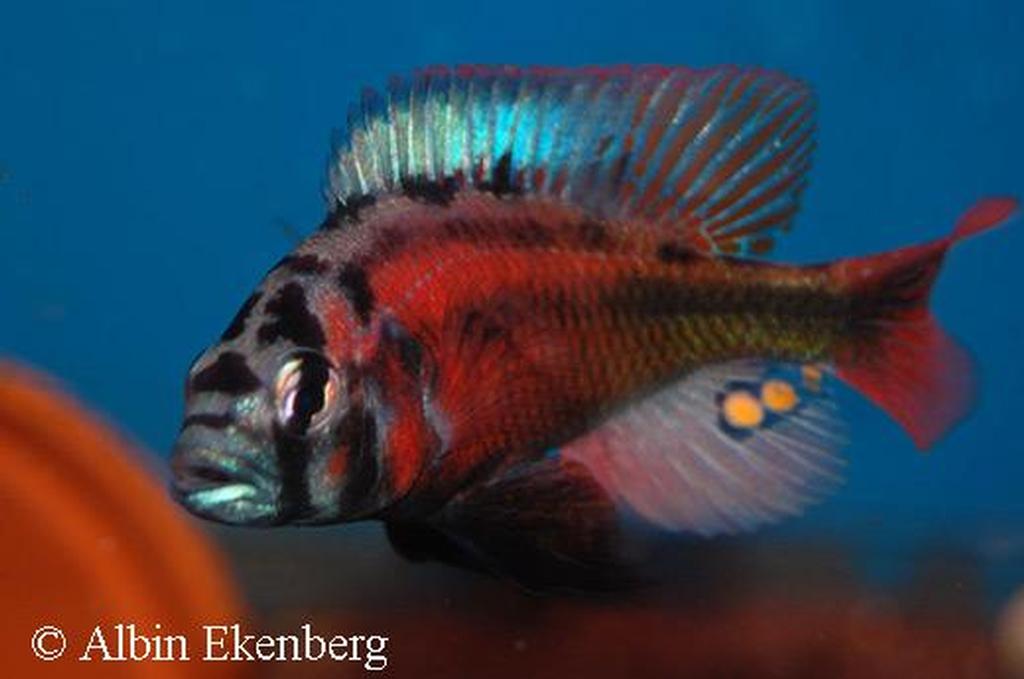 Haplochromis sp. "fire red"