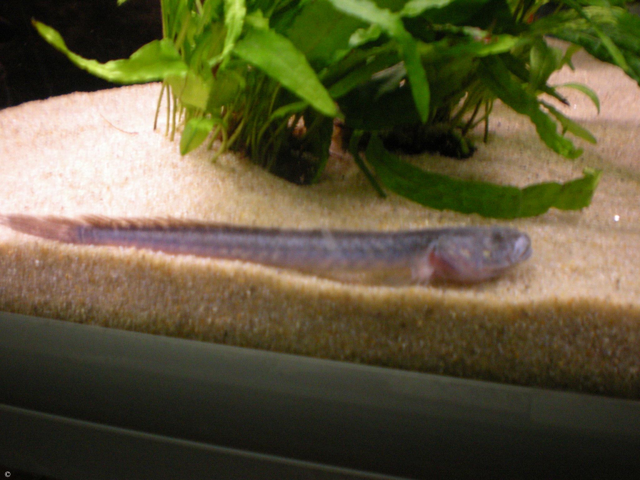 Gobioides broussonetii