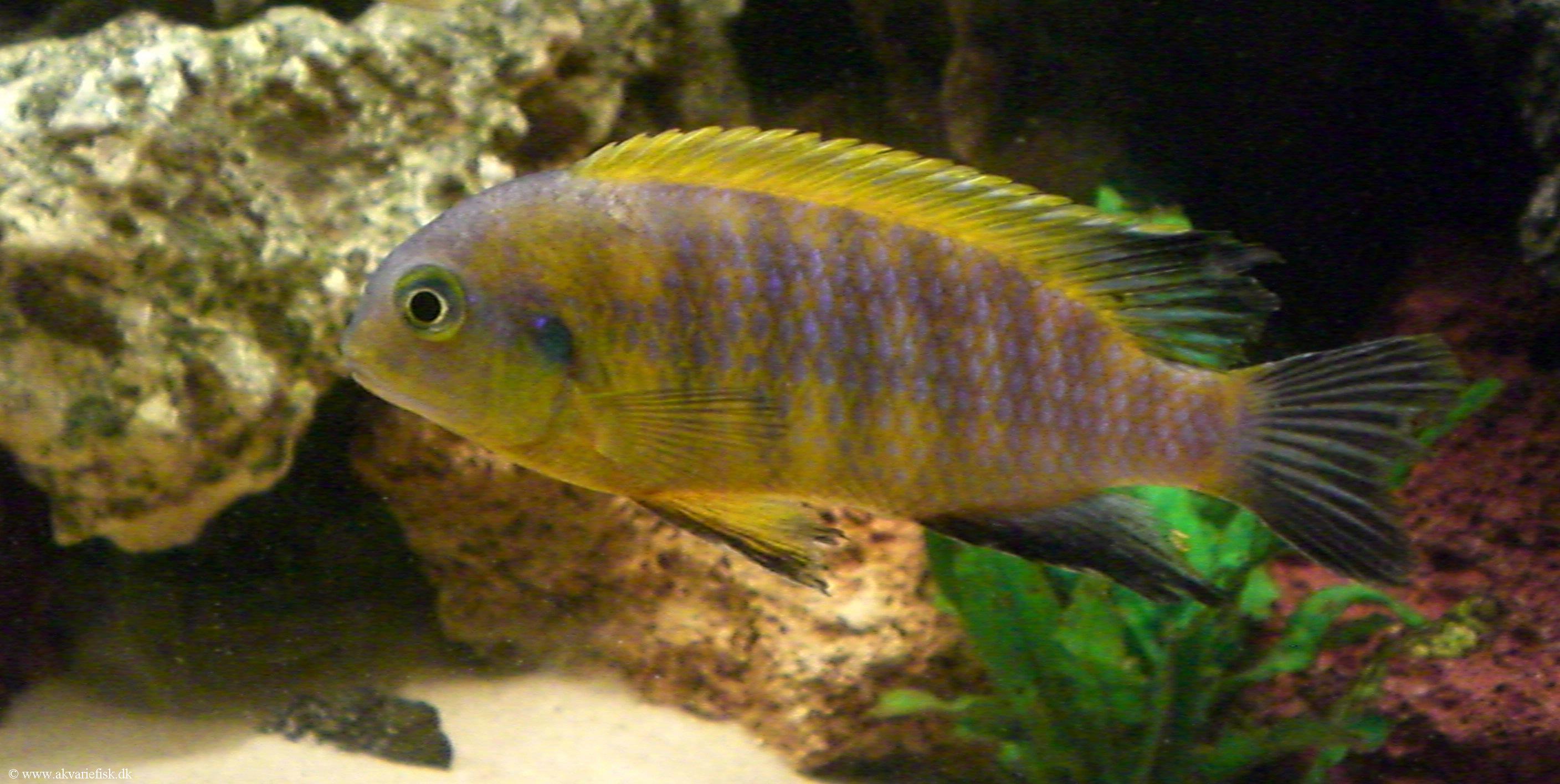 Tropheops sp. "mauve"