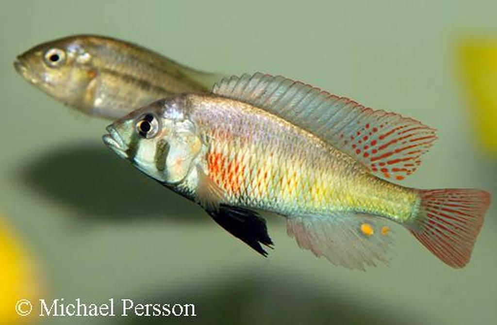 Platytaeniodus degeni