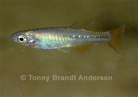 Pseudomugil tenellus