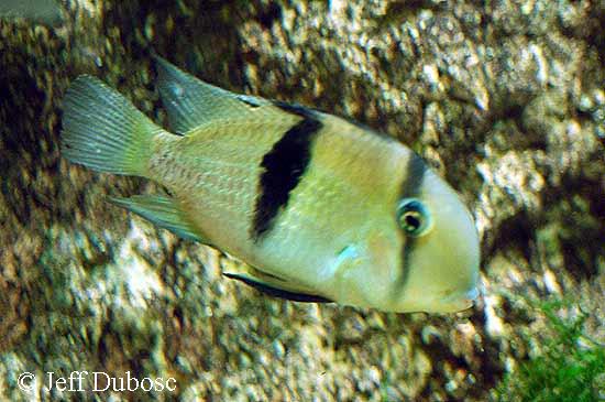 Guianacara owroewefi