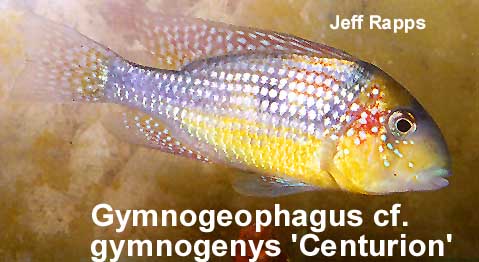 Gymnogeophagus gymnogenys