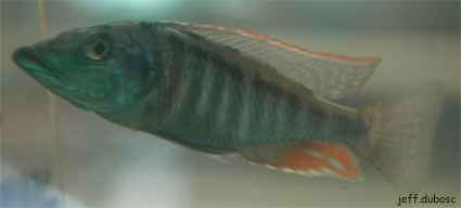 Lichnochromis acuticeps