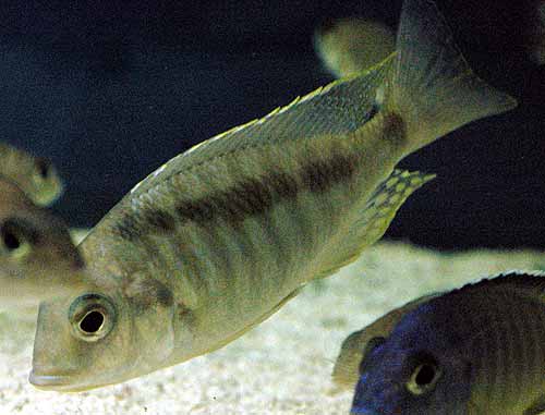 Mylochromis sp. "guentheri mbenji"