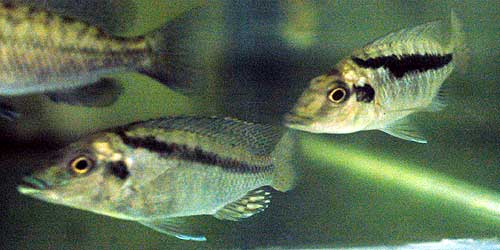 Mylochromis lateristriga