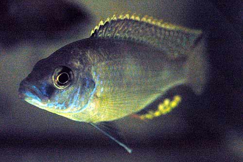 Naevochromis chrysogaster