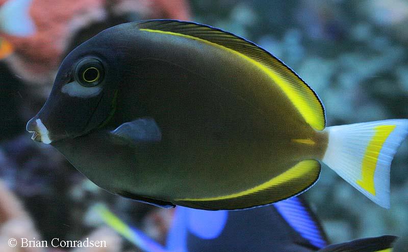 Acanthurus nigricans