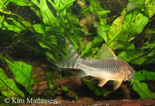 Corydoras gossei
