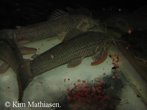 Callichthys callichthys