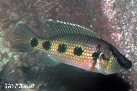 Hemichromis elongatus