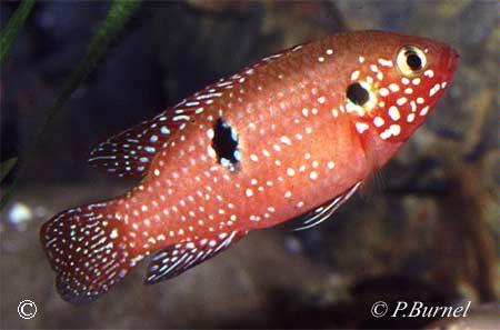Hemichromis lifalili