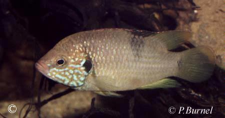 Hemichromis sp. "guinea I"