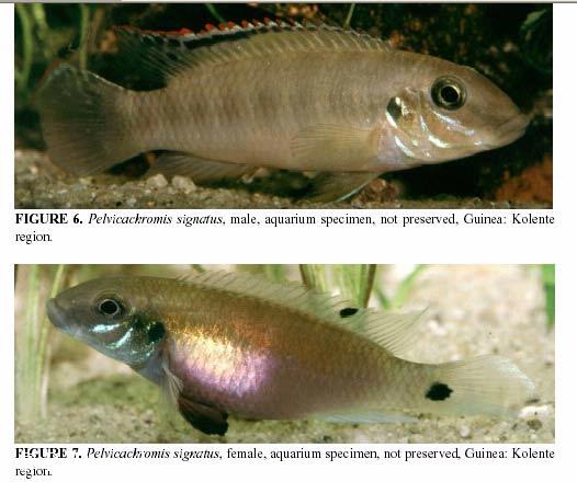 Wallaceochromis signatus