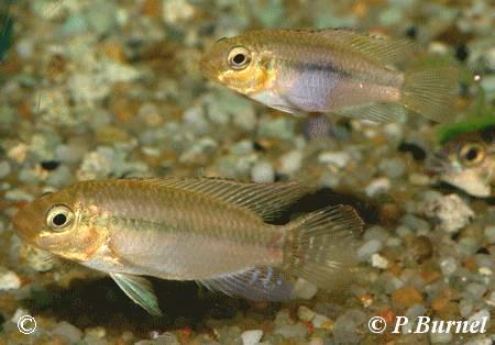 Pelvicachromis subocellatus