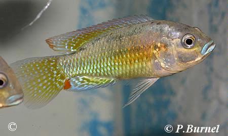 Pseudocrenilabrus philander philander