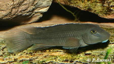 Steatocranus irvinei