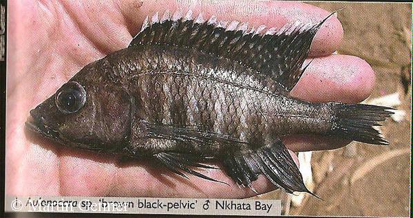Aulonocara sp. "brown black-pelvic"