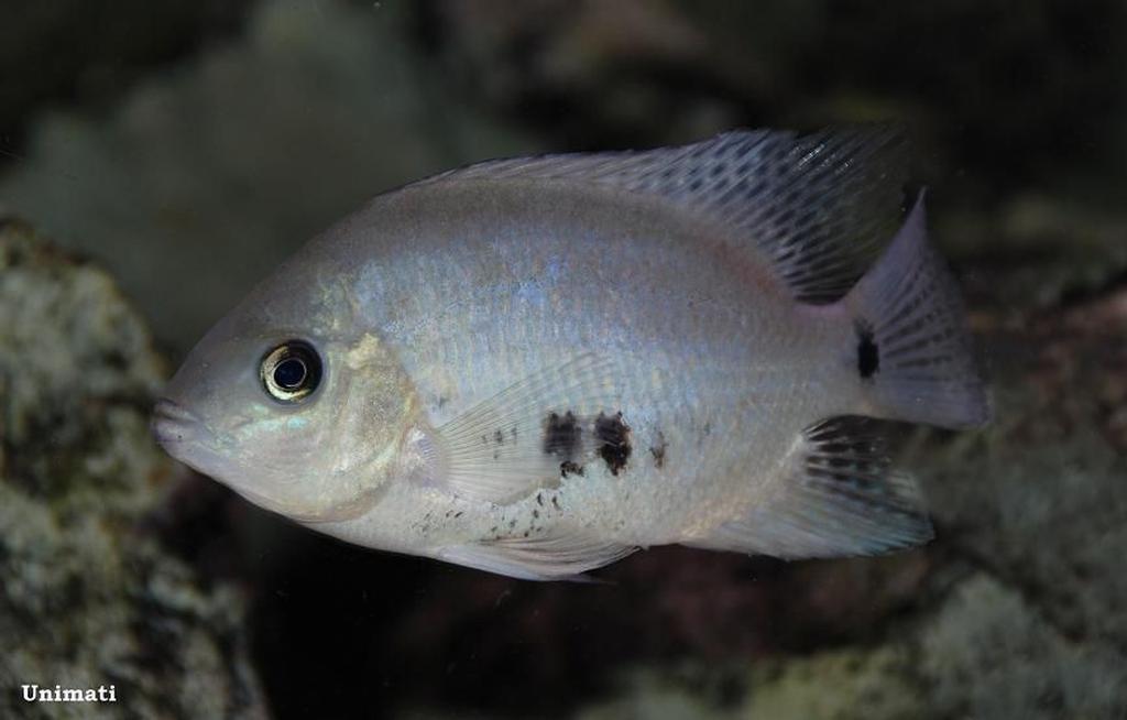 Cincelichthys pearsei