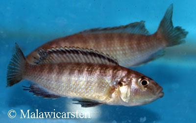 Genyochromis mento