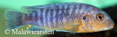 Labidochromis maculicauda