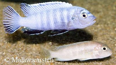 Maylandia heteropicta