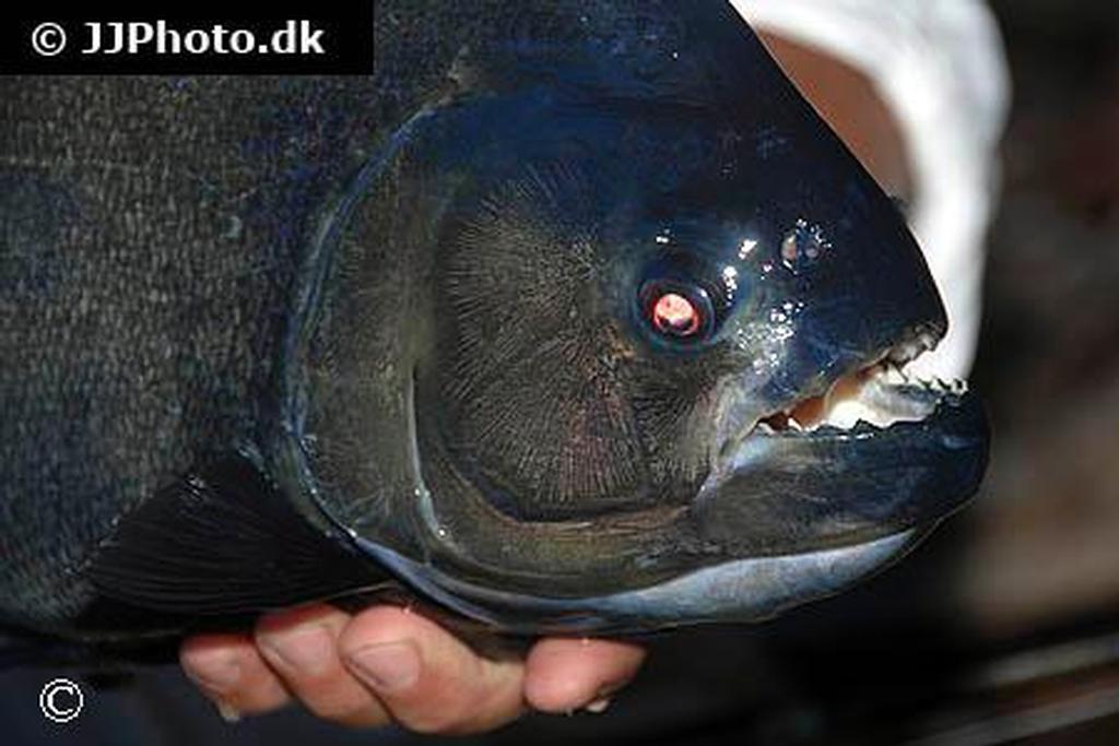 Serrasalmus rhombeus