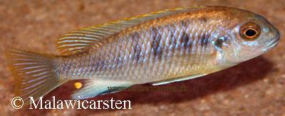 Maylandia sp. "patricki"