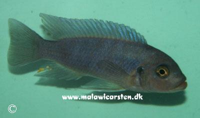 Maylandia xanstomachus