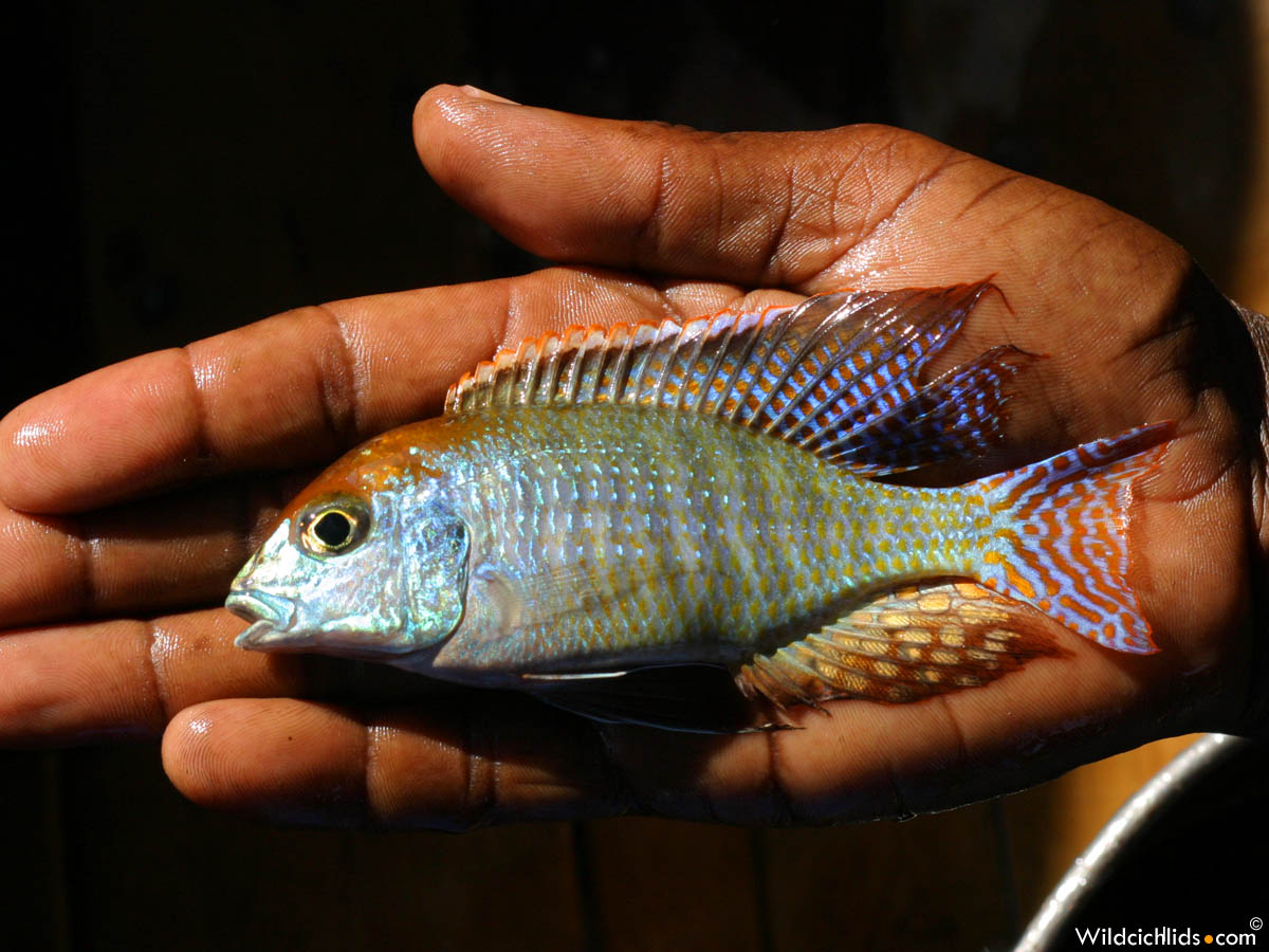 Lethrinops sp. "red cap"