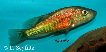 Lipochromis parvidens "red"