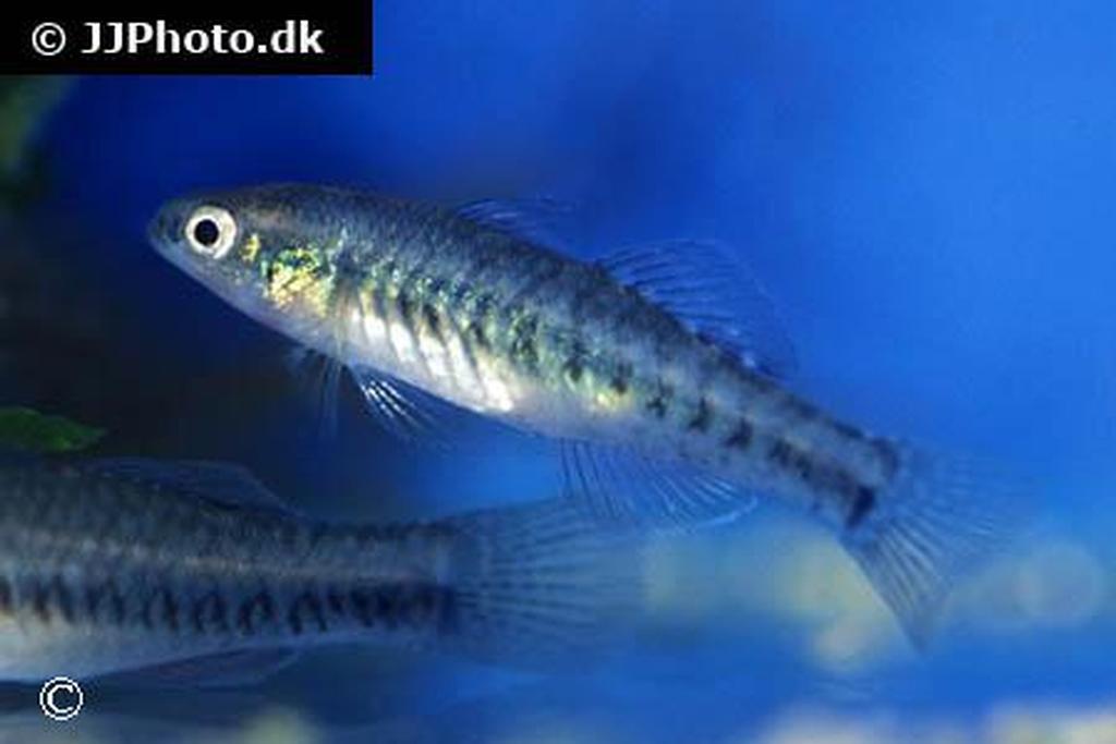 Hypseleotris compressa