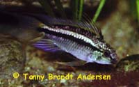 Apistogramma bitaeniata