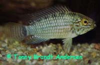 Apistogramma cruzi