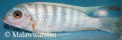 Maylandia sp. "zebra blue"