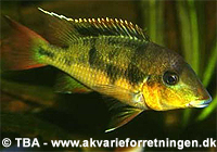 Geophagus pellegrini