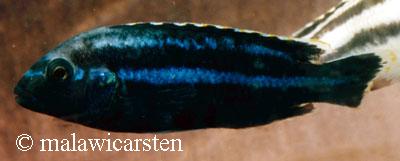 Melanochromis parallelus